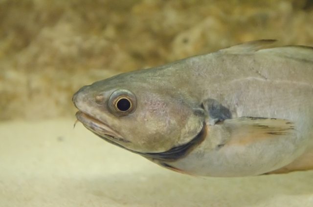深海魚 どんこ とは その生態から旬な時期 美味しい食べ方までご紹介 暮らし の