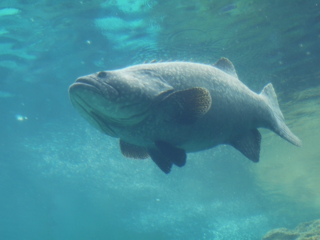 巨大魚 タマカイ はサメをひと飲み その真実と驚愕の生態に迫る 暮らし の
