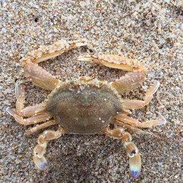 カニ網ならワタリガニも釣れる 簡単に釣れる仕掛けと使い方まとめ 暮らし の