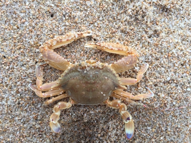 カニ網ならワタリガニも釣れる 簡単に釣れる仕掛けと使い方まとめ 暮らし の