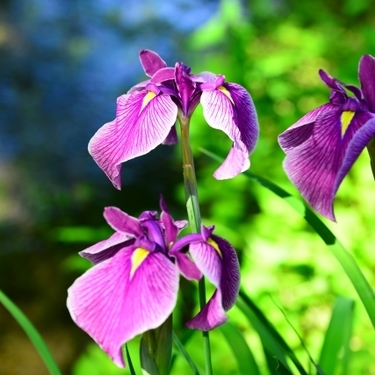 あやめの花言葉の意味や由来とは 色別や種類別に違う花言葉をご紹介 暮らし の