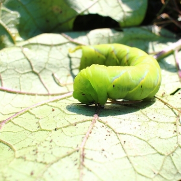 モンシロチョウの幼虫の見つけ方 飼い方は エサや育て方のコツもご紹介 暮らし の