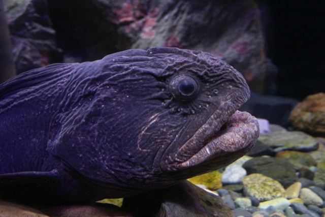 オオカミウオは釣れる 食べれる 幻の魚の味や食べ方含めた生態をご紹介 暮らし の