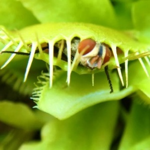 食虫植物 ハエトリソウ とは その生態と育て方 増やし方はどうするの 暮らし の