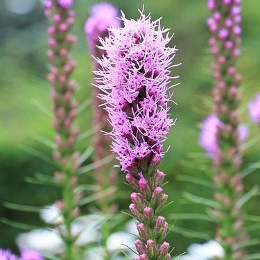 リアトリスとは その花言葉や育て方を解説 気になる植え方や手入れは 暮らし の