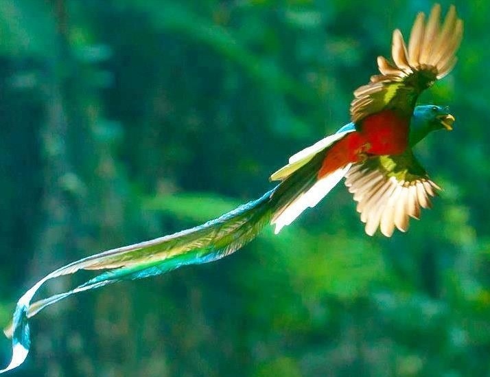 コスタリカ旅行で世界一美しい鳥 ケツァール に出会う方法と場所をご紹介 Kurashi No