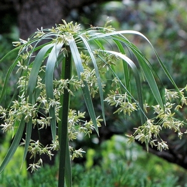 最強の雑草 カヤツリグサ とは その生態と種類 駆除方法をご紹介 暮らし の