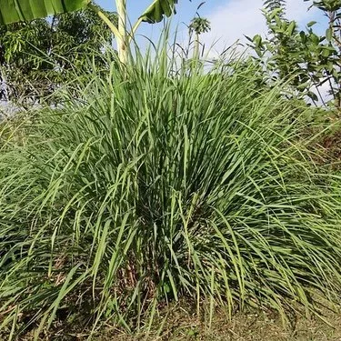 虫除け効果のある植物おすすめ7選 虫除けになる育てやすい植物をご紹介 暮らし の