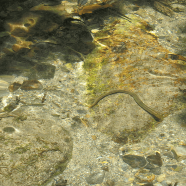 絶滅危惧種 スナヤツメ とは その生態や飼育方法を解説 魚なの 暮らし の