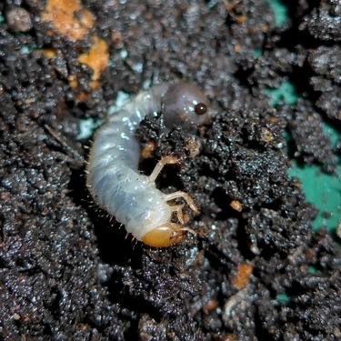 コガネムシの幼虫に 要注意 対策 予防の仕方をご紹介 無農薬での駆除方法も 暮らし の