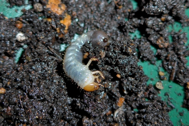 コガネムシの幼虫に 要注意 対策 予防の仕方をご紹介 無農薬での駆除方法も 暮らし の