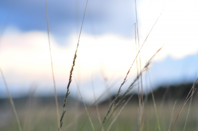 メヒシバとは 芝生にも繁殖する雑草の特徴と駆除 対策方法を解説 暮らし の