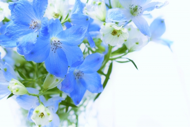 デルフィニウムの花言葉や種類とは ブーケとして人気な花を詳しく解説 Kurashi No