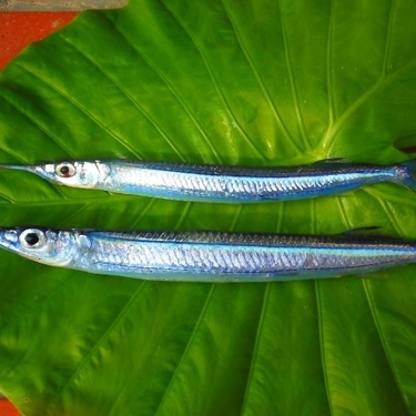 釣れる高級魚 サヨリ とは その釣り方や美味しい食べ方をご紹介 暮らし の