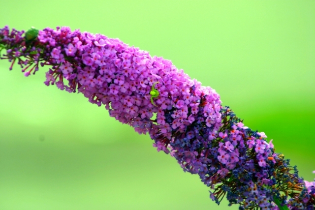 ブッドレアの花言葉と育て方は 綺麗な花を咲かせるコツをご紹介 Kurashi No