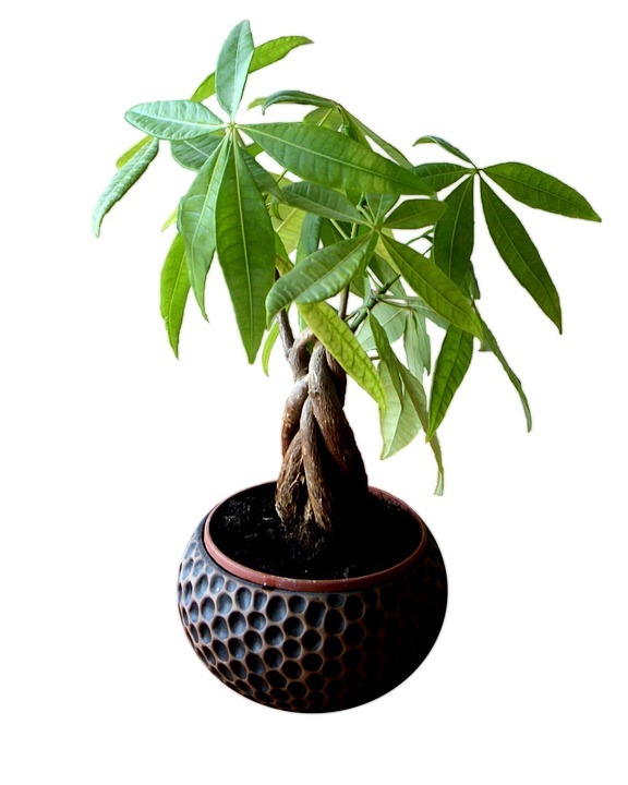 室内むけの植物おすすめランキング14 丈夫で手入れも簡単な植物はコレ 暮らし の