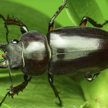 ヒラタクワガタのメスの特徴は 気になる他との見分け方や違いを解説 暮らし の