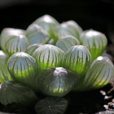 オブツーサの育て方 特徴や増やし方のコツ 植え替えの方法をご紹介 暮らし の