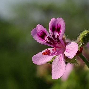 虫除け効果のあるハーブが庭やベランダを守る 栽培 寄せ植えのコツをご紹介 暮らし の