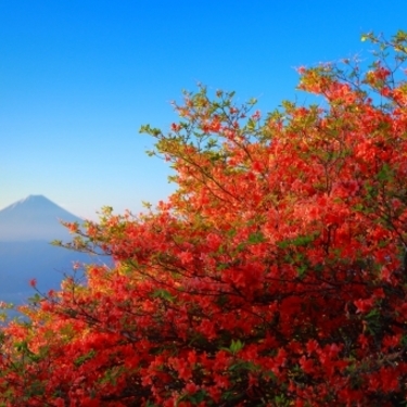 甘利山登山の魅力とルート情報 富士山を一望できる山頂への行き方は 暮らし の