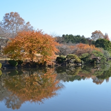 新宿御苑の紅葉が凄い 見頃の時期やライトアップなどの見どころをご紹介 暮らし の