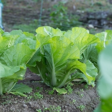 秋冬に育てられる野菜おすすめ12選 家庭菜園初心者向けな育てやすい野菜はコレ 暮らし の