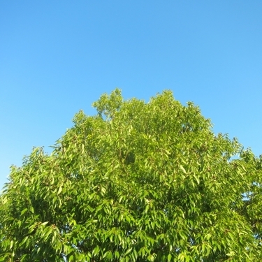 常緑樹とは その特徴と育てやすくて庭木にも人気な種類16選をご紹介 暮らし の