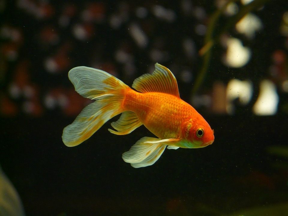 金魚に水草は必要 金魚アクアリウムに合う水草の種類 植え方を解説 暮らし の