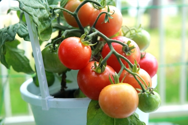 プチトマトの育て方 植え方から収穫まで成長や時期に合わせたコツを解説 暮らし の