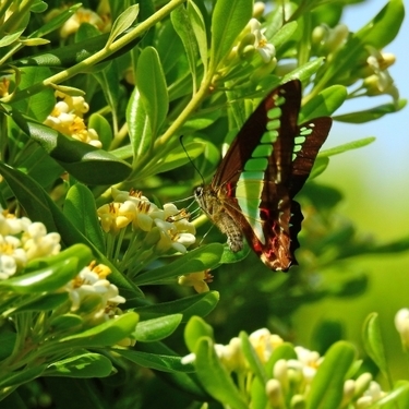 トベラとは 特徴的な匂いをもつ植物の正体と育て方をご紹介 暮らし の