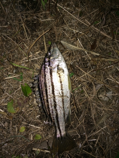 シマイサキとは 旬な時期に狙いたい魚の釣り方と美味しい食べ方をご紹介 Kurashi No