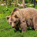 正しい熊対策を徹底解説！遭遇した時の効果的な撃退・対処方法をご紹介！