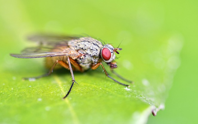 コバエの卵の駆除方法を解説 成虫になるまでの生態を知って 効果的に対策しよう 暮らし の