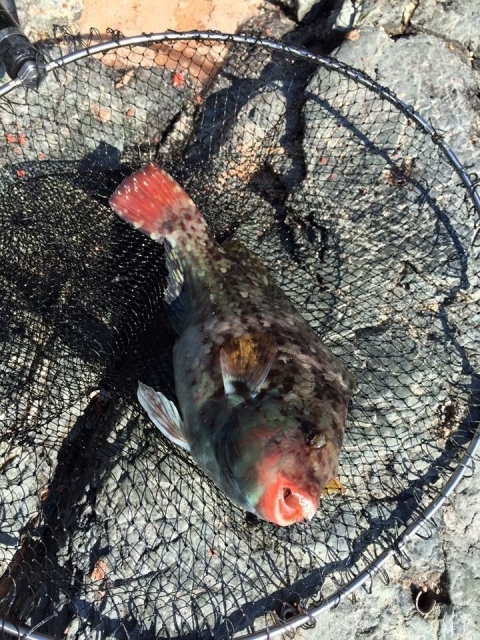冬の磯ならイガミ ブダイ釣り 海草エサの不思議な釣りに挑戦してみよう 暮らし の