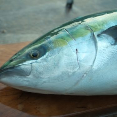 青魚とは一体どんな魚 代表種含めた種類別の特徴と釣り方を解説 暮らし の