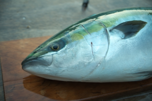 青魚とは一体どんな魚 代表種含めた種類別の特徴と釣り方を解説 Kurashi No
