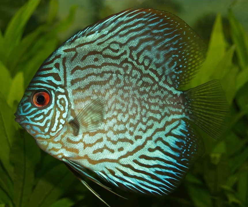 熱帯魚おすすめ15選 初心者でも育てやすい種類と必要な物をご紹介 暮らし の