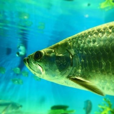 熱帯魚で人気な古代魚ランキング15 45 水槽で飼える小型種も紹介 Kurashi No