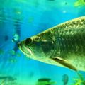 熱帯魚で人気な古代魚ランキング15！45㎝水槽で飼える小型種も紹介！