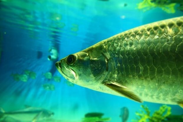 熱帯魚で人気な古代魚ランキング15 45 水槽で飼える小型種も紹介 暮らし の
