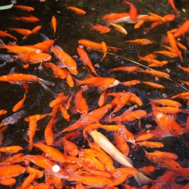金魚の繫殖は難しい 繫殖させる為の準備から稚魚の育て方まで解説 暮らし の