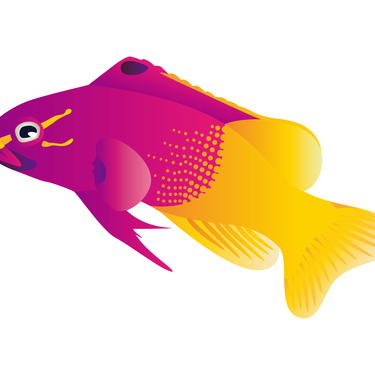 ロイヤルグラマはどんな海水魚 特徴や生態 飼育方法などをご紹介 暮らし の