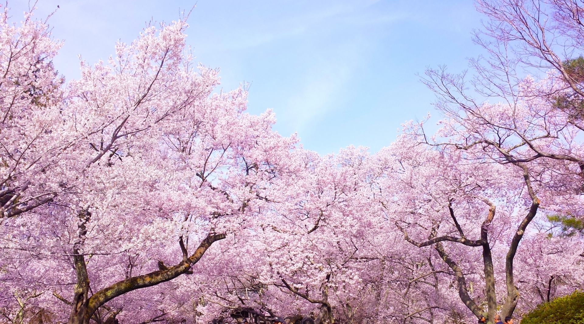 東海地方の桜の名所おすすめ15選 お花見で一度は行きたい絶景スポットはココ 5ページ目 暮らし の