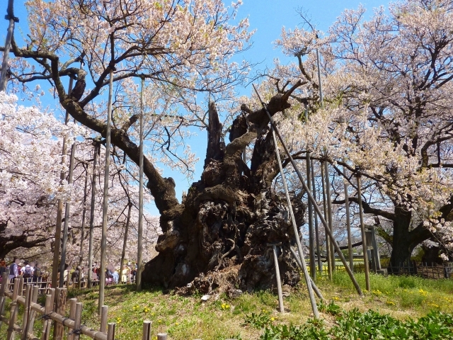 山梨の桜の絶景名所おすすめ15選 お花見でも綺麗な桜が見れる場所をご紹介 暮らし の