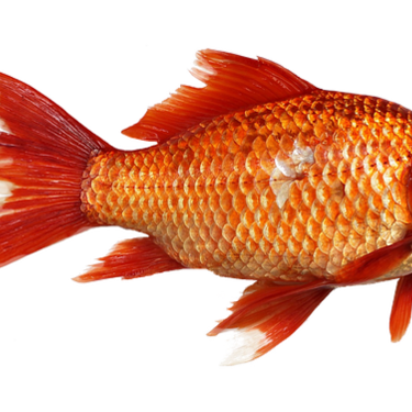 金魚の餌のおすすめは 色揚げ効果のある餌や消化の良い餌をご紹介 暮らし の