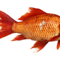 金魚の餌のおすすめは？色揚げ効果のある餌や消化の良い餌をご紹介！