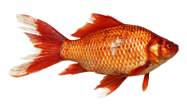 金魚の餌のおすすめは？色揚げ効果のある餌や消化の良い餌をご紹介！ kurashi-no