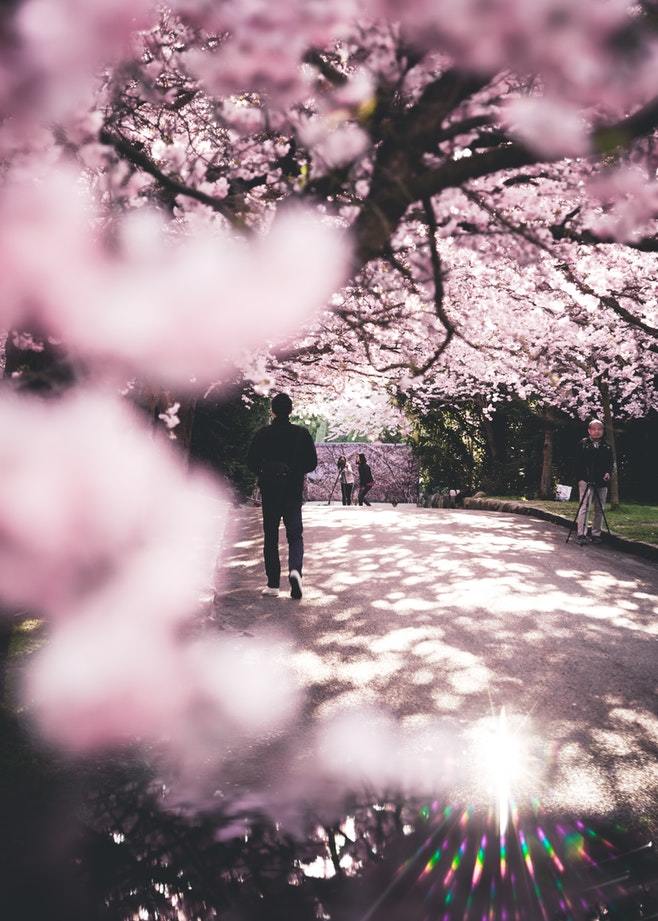関西で一度は行きたい桜の名所おすすめランキング１５ 絶景お花見にはココ 暮らし の