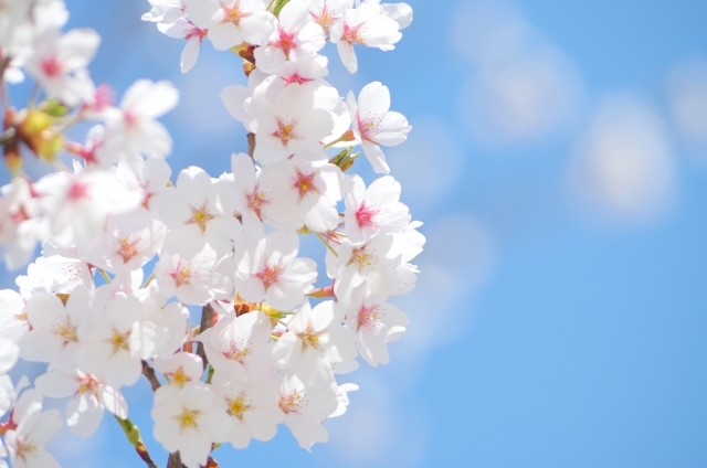 神奈川で綺麗な桜の名所おすすめ12選 お花見で行きたい絶景スポットはココ 暮らし の