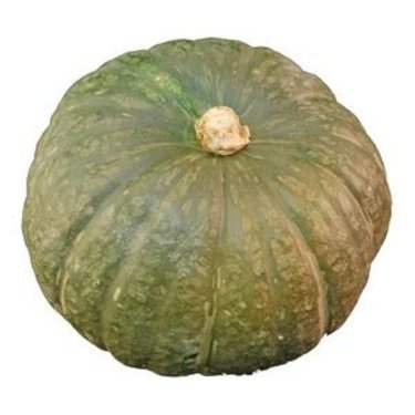 かぼちゃの育て方と栽培方法 種まきから収穫までのコツを詳しくご紹介 暮らし の